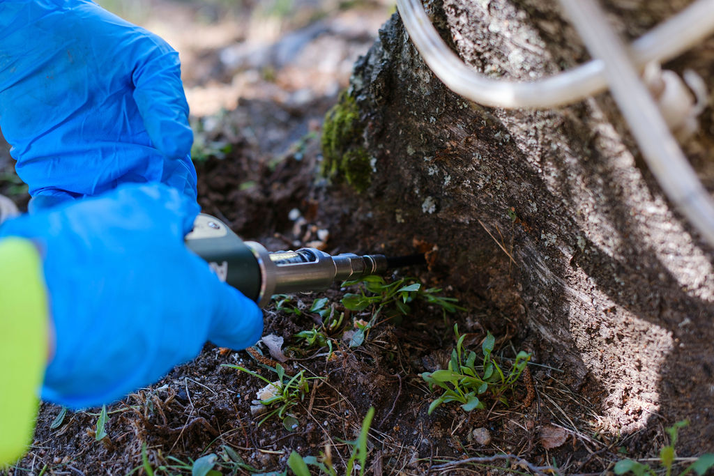 Complimentary Tree Health Evaluation – Peace of Mind for your Property & Family